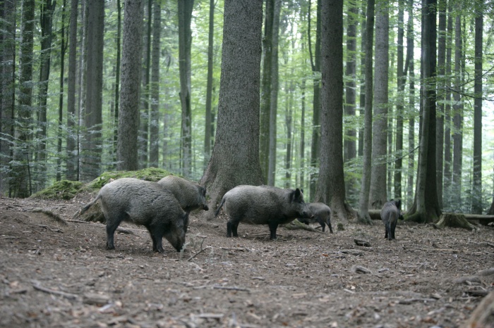 Африканская чума свиней как угроза популяции дикого кабана в европейской части России