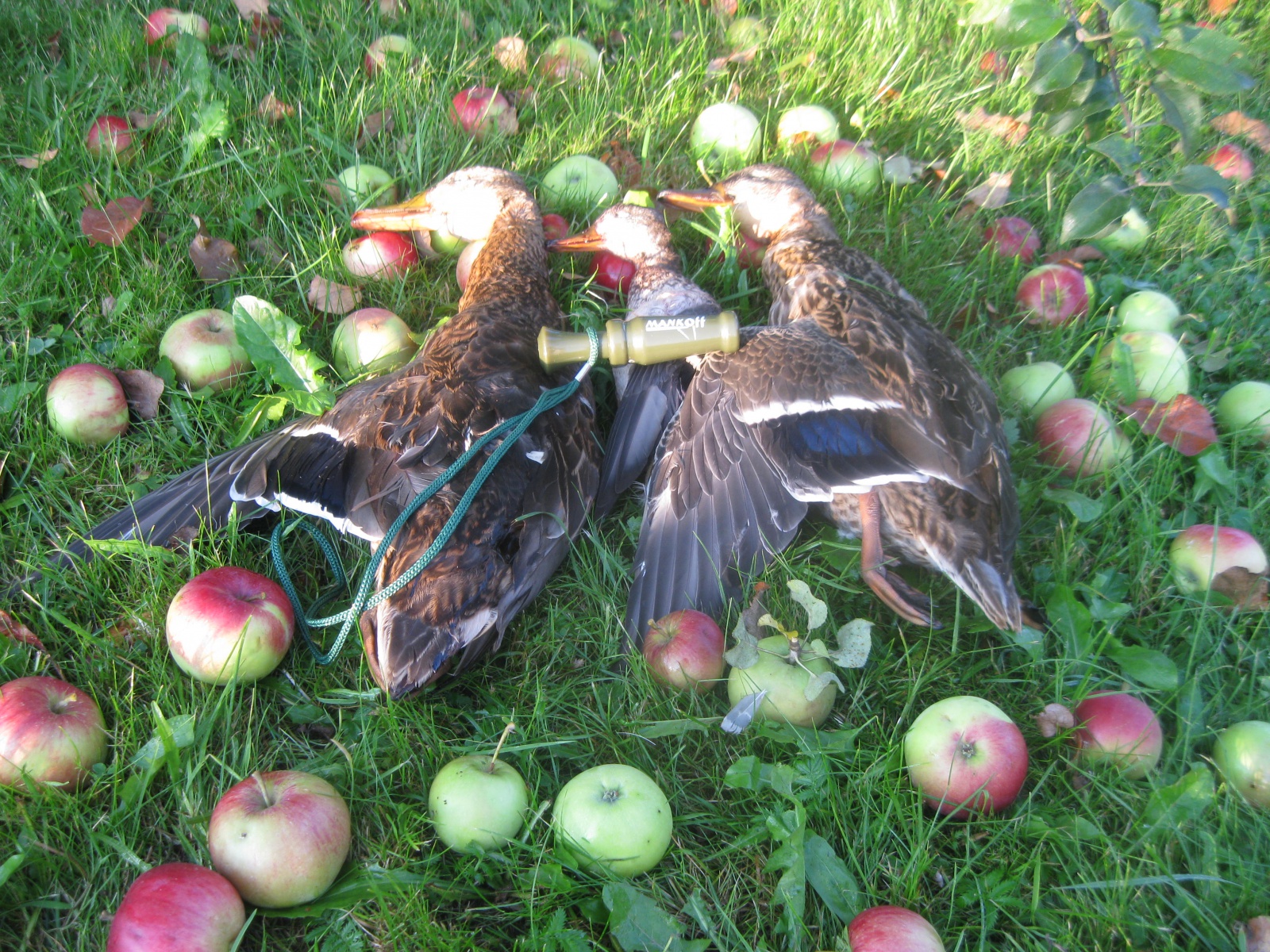 Утки в яблоках