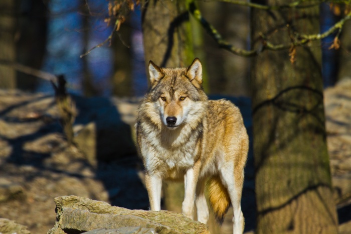 Хищничество волка – в прошлом и настоящем