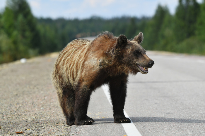Конфликтные медведи юга Якутии