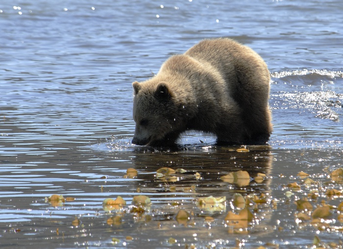 Весенняя фотосъемка медведей