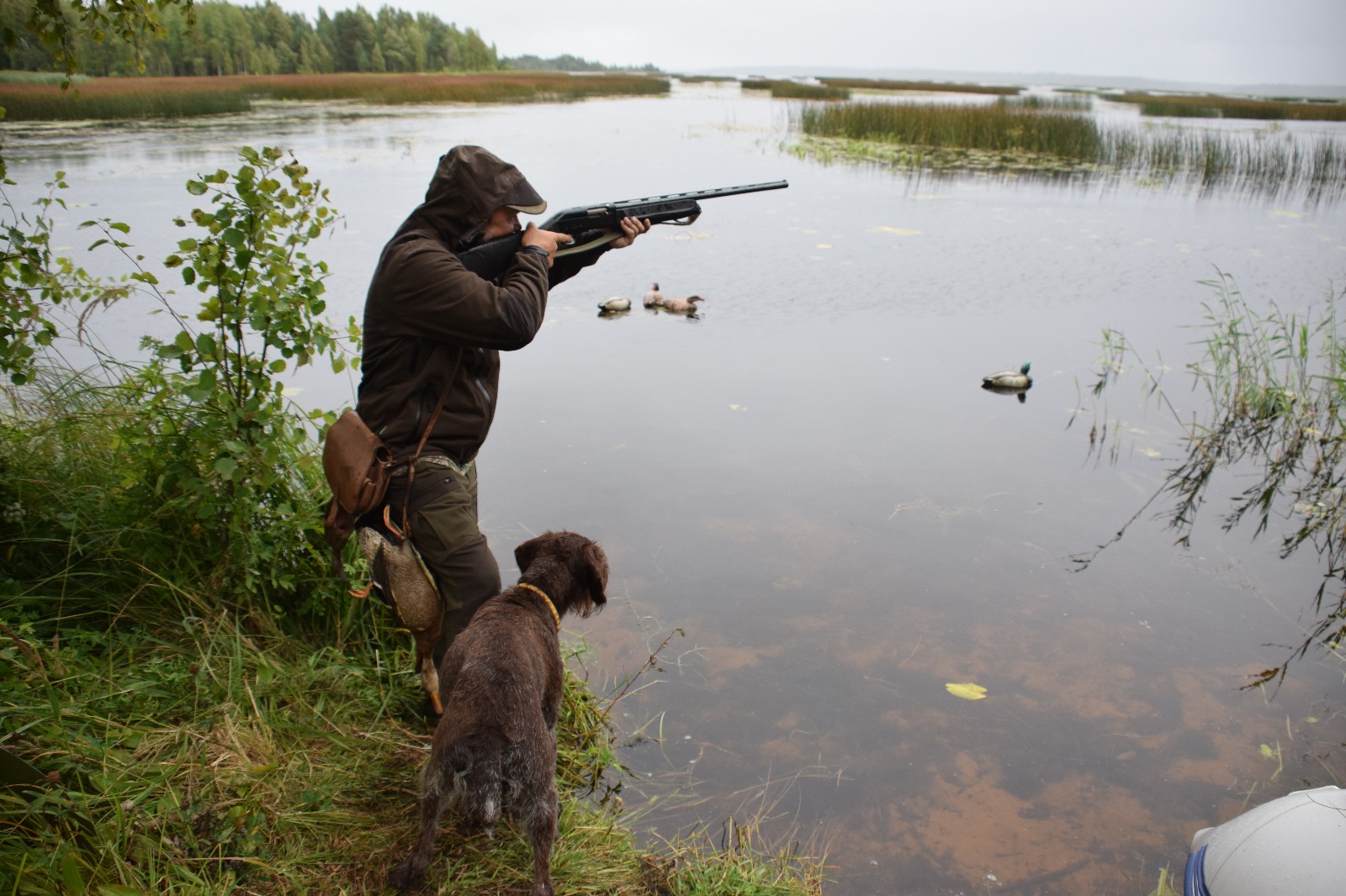Охота займет 24 часа. Охота на водоплавающую дичь 2020. Охота в Тверской области 2020. Весенняя охота Тверская.