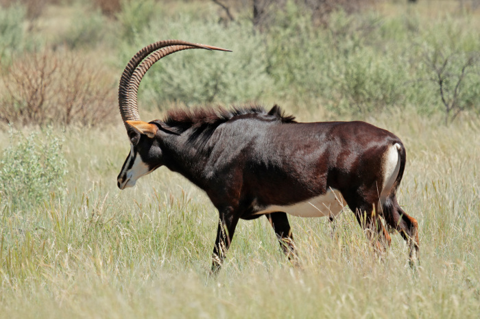 Принц Африки: сейбл, или чёрная антилопа, и охота на него
