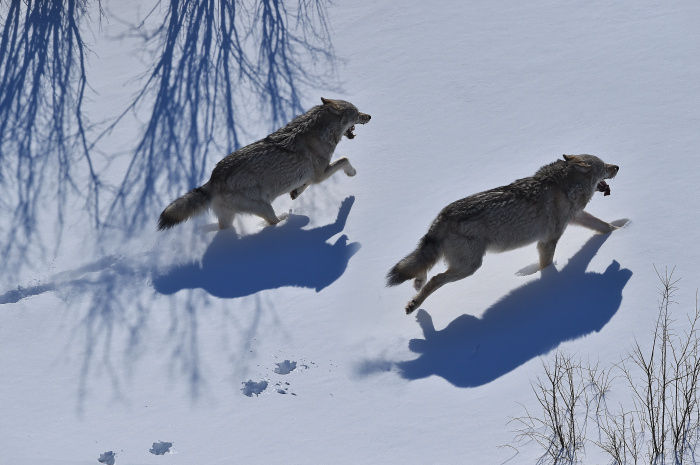 Семинар охотников-волчатников. Якутск, 28–29 апреля 2023 года