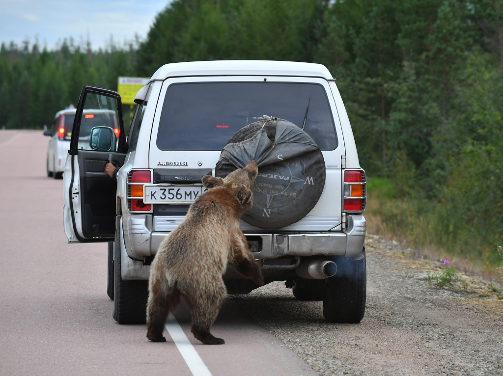 Конфликтные медведи юга Якутии
