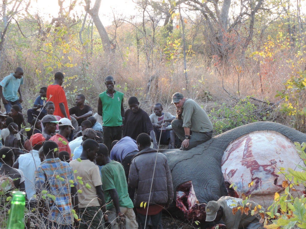 Циничный взгляд аутфитера на охоту на слона в Мозамбике
