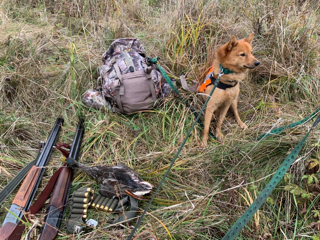 Лайка на весенней охоте: правовые аспекты