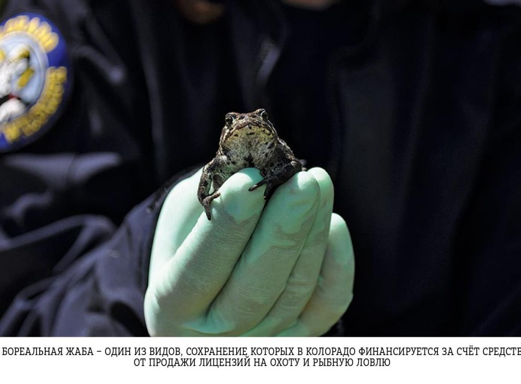 Задумайтесь о бореальной жабе, или Реклама охоты в США
